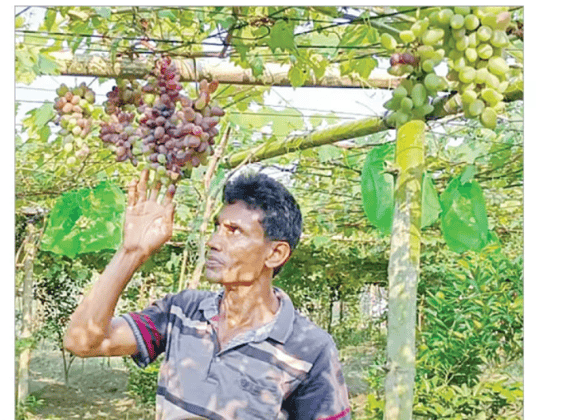 কুড়িগ্রামে আঙুর চাষ করে সফল কয়েকজন কৃষক 