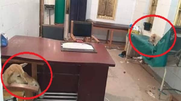 হাসপাতালে রোগীর বিছানায় কুকুর, এলাকায় তোলপাড়
