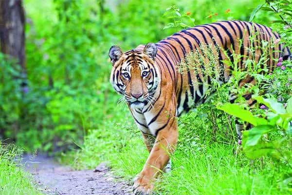 নদীতে পানি খেতে নামা বাঘের অর্ধেক দেহ খেয়ে ফেলল কুমির