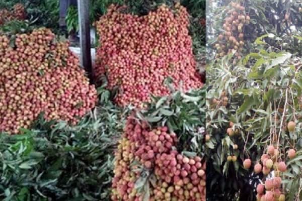 মুহূর্তেই শেষ ২০০ কোটি টাকার লিচু!