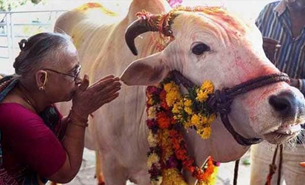 ভারতে গরু জবাই করলে ১০ বছরের কারাদণ্ড