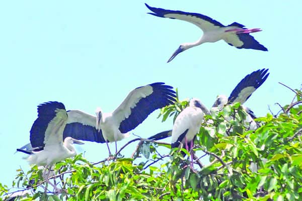 পাখির বাসার ভাড়া দিচ্ছে সরকার