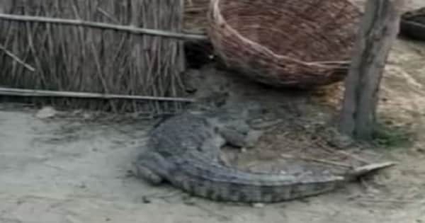 উঠোনে বিশাল কুমির! এরপর যা ঘটলো