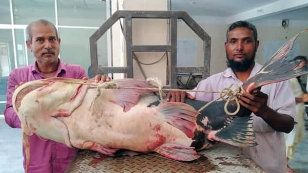 ৪৮ কেজি মাছটির মূল্য ৬২ হাজার টাকা