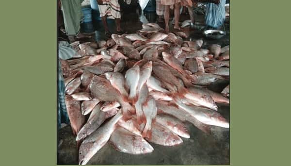 এক জালেই ধরা পড়ল ১৫ মণ লাল কোরাল