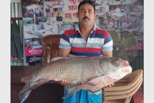 ৩৬ হাজারে বিক্রি হলো ২০ কেজি ওজনের পদ্মার কাতল