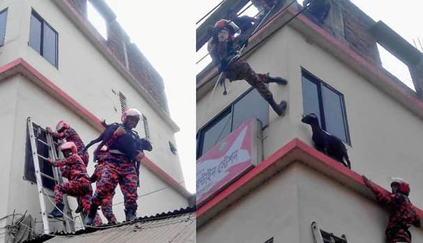 ভবনের দ্বিতীয় তলার কার্নিশে ছাগল, প্রাণ বাঁচালো ফায়ার সার্ভিস