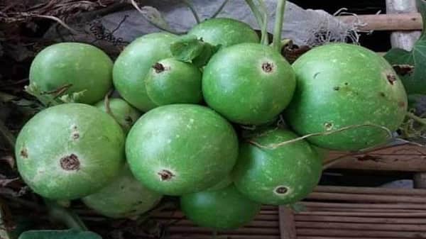 দুই বোঁটায় ঝুলছে ৪৬ লাউ