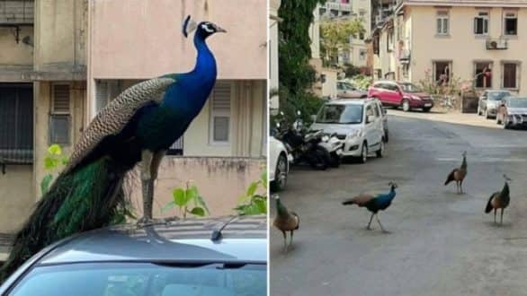 লকডাউনে রাস্তাঘাট ফাঁকা, রাস্তায় নাচছে ময়ূর