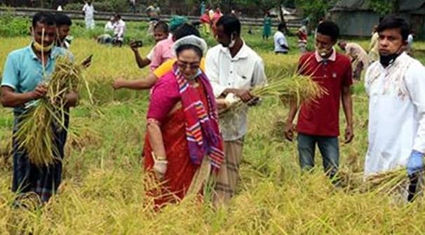 কৃষকের ধান কেটে দিলেন নারী এমপি হোসনে আরা