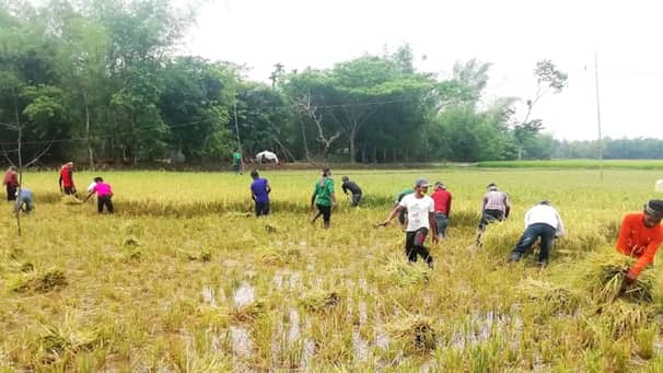 নেত্রকোনায় কৃষকের ধান কেটে দিল ছাত্রলীগ নেতাকর্মীরা