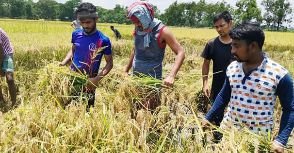 তথ্যমন্ত্রী’র নির্দেশে রাঙ্গুনিয়ায় কৃষকের পাকা ধান কেটে দিচ্ছে ছাত্রলীগ