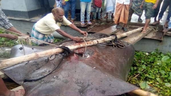 মেঘনায় ধরা পড়ল ১০ মণ ওজনের হাউস মাছ!