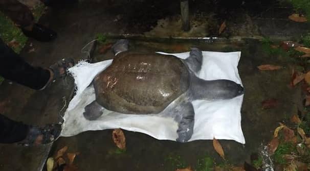পুকুর থেকে ৩০ কেজি ওজনের কচ্ছপ উদ্ধার