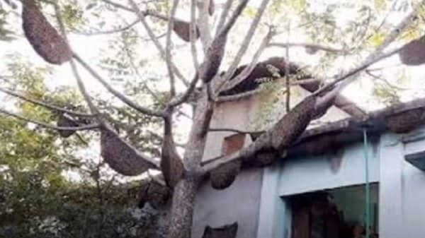 এক গাছে ১২ মৌচাক দেখতে লকডাউনেও জনতার ভিড়
