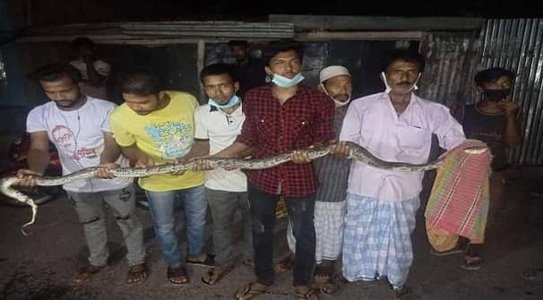 কবরস্থান থেকে বিশাল অজগর সাপ উদ্ধার