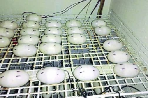 ৪৪ ডিম দিয়েছে কুমির পিলপিল