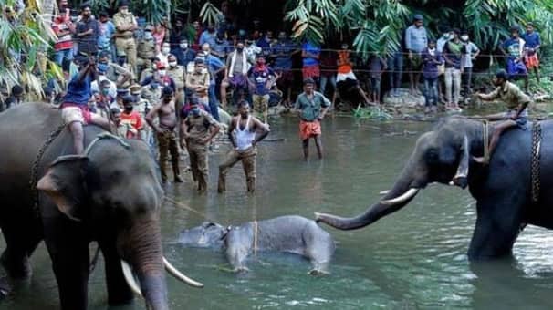 সেই গর্ভবতী হাতির মৃত্যু নিয়ে সবশেষ যা জানা গেছে