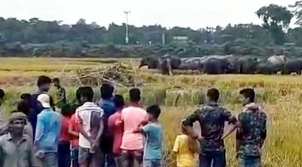 ভারতীয় হাতির তাণ্ডবে তছনছ কৃষকের পাকা ধান