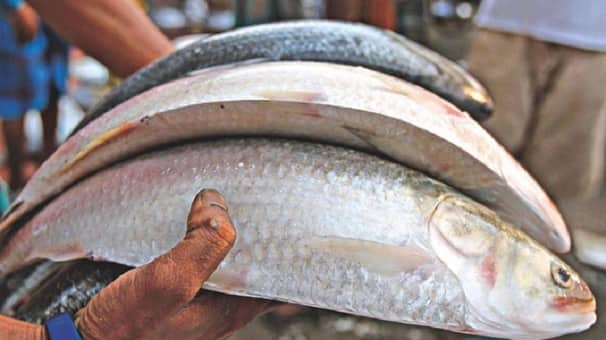 বাংলাদেশি ইলিশ বিক্রি করায় নিউজিল্যান্ডে দুই ভাইকে জরিমানা