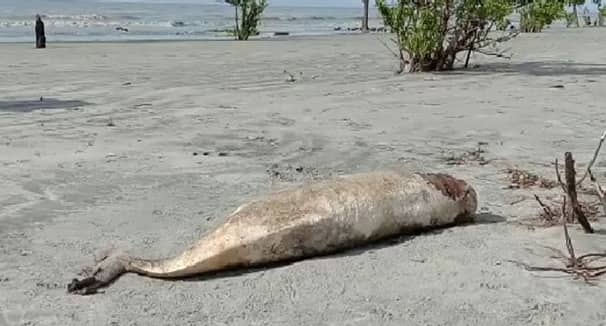 পটুয়াখালী সৈকতে ভেসে এলো ডলফিন ইরাবতী