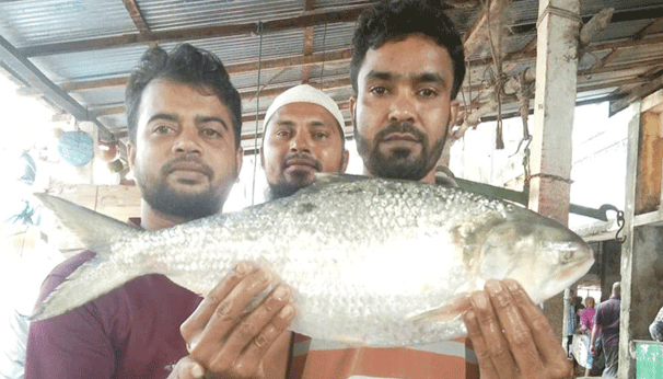 আড়াই কেজি ওজনের ইলিশ, মণ ১ লাখ ২০ হাজার টাকা
