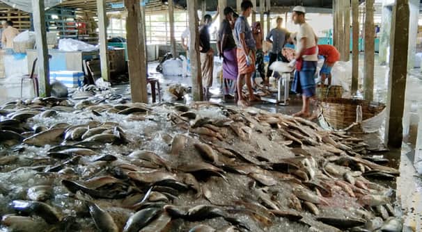 ঝাঁকে ঝাঁকে ধরা পড়ছে রুপালি ইলিশ