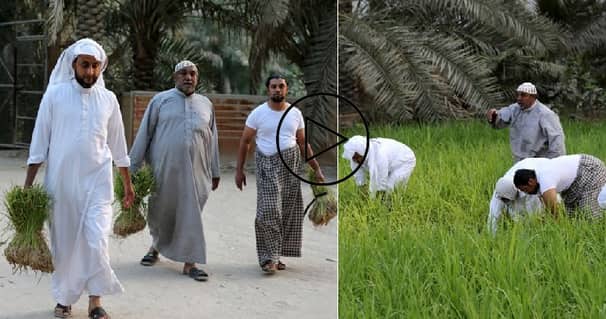সৌদিতে বিশ্বের সবচেয়ে ব্যয়বহুল ধান চাষ