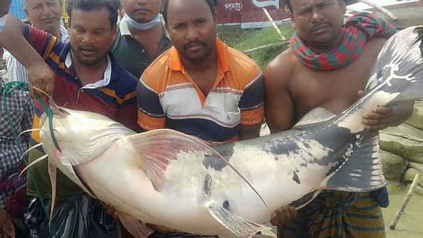 পদ্মায় ধরা পড়ল ৪৬ কেজি ওজনের বাঘাইড়