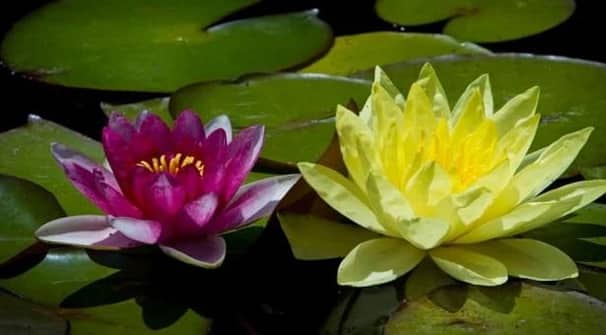 বিশ্বের প্রথম ‘হলুদ পদ্ম’ ফুটেছে বাংলাদেশে
