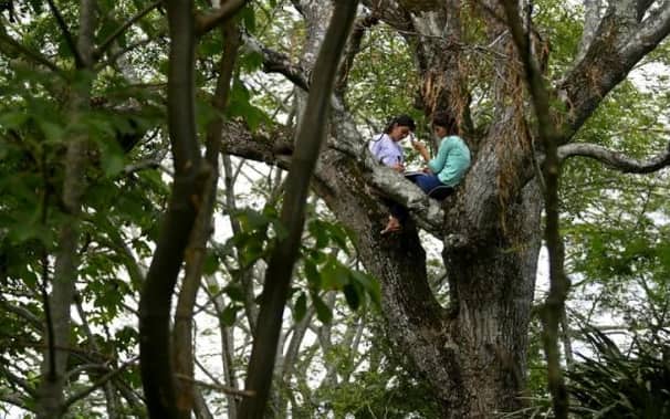 নেট নেই, তাই গাছে উঠেই চলছে অনলাইন ক্লাস