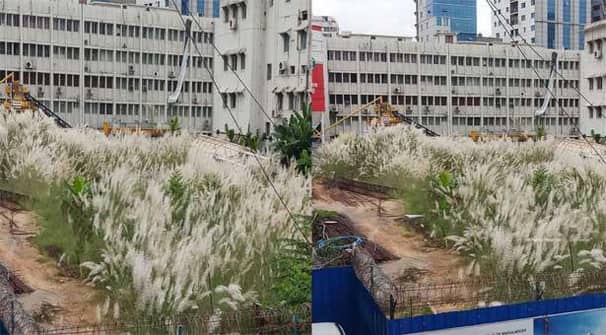 কাশফুলে ছেয়ে গেছে সচিবালয়!