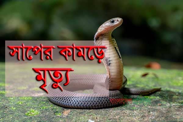 খেলা দেখানোর সময় সাপের কামড়ে সাপুড়ের মৃত্যু
