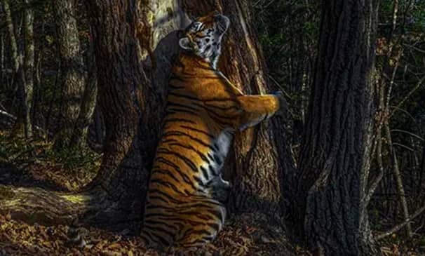 ১০ মাসের চেষ্টায় উঠল বিশ্বসেরা ছবি