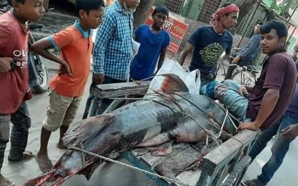 এক মাছে ভাগ্য ফিরল জেলের