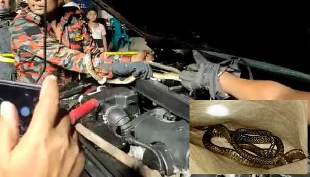 ইউএনওর চলন্ত গাড়িতে ঢুকে পড়লো বিষধর সাপ