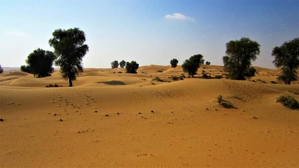 সাহারার ধূ-ধূ প্রান্তরে ১৮০ কোটি গাছের খোঁজ