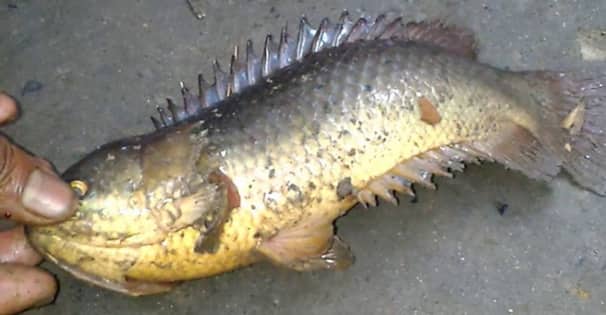 গলায় কই মাছ আটকে প্রাণ গেল যুবকের