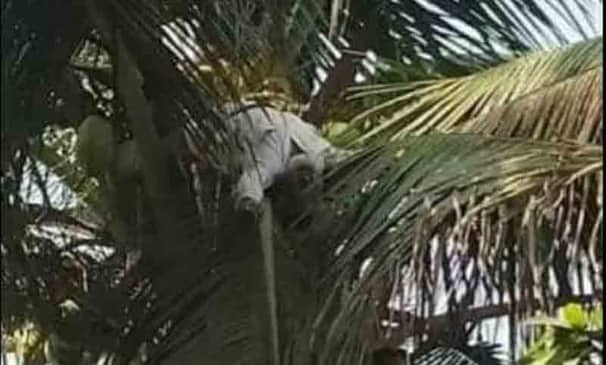 গাছে উঠলেন দুলাল, মরে পড়ে রইলেন ডালে!