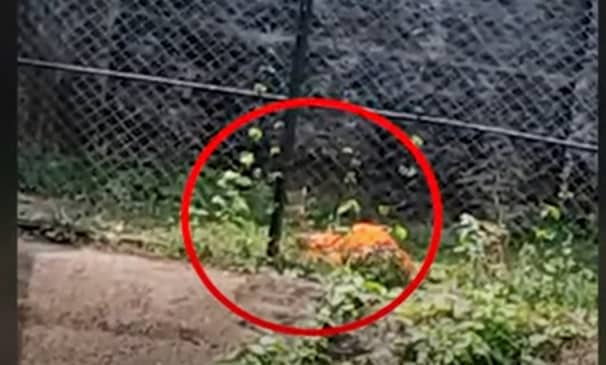 কলকাতায় সিংহের খাঁচায় ঢুকে পড়লেন এক ব্যক্তি, টেনে নিয়ে গেল সিংহ