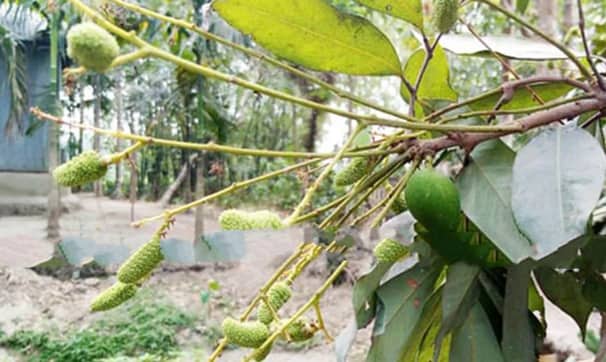 লিচু গাছে আম