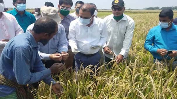 হাওরের ধান দ্রুত কাটার পরামর্শ