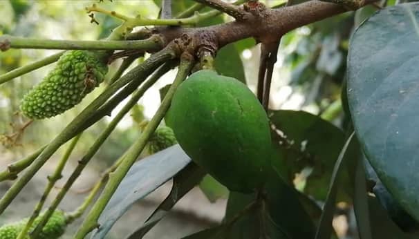 লিচু গাছের আমটি আঠা দিয়ে লাগানো ছিল!