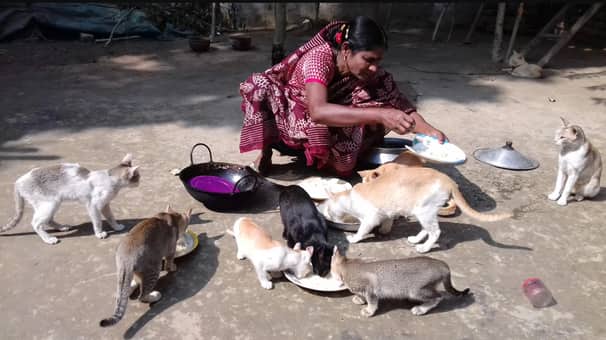 ৪১ বিড়ালের ‘মা’ আলেপা