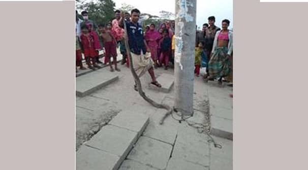 শরণখোলায় ১২ ফুট লম্বা অজগর সাপ উদ্ধার
