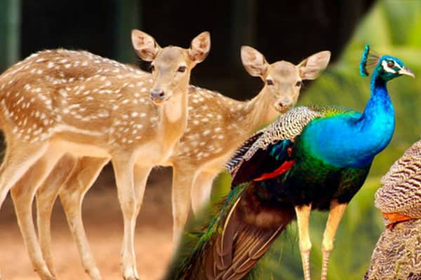 বেড়েছে প্রজনন, বিক্রি হবে চিড়িয়াখানার অতিরিক্ত হরিণ-ময়ূর