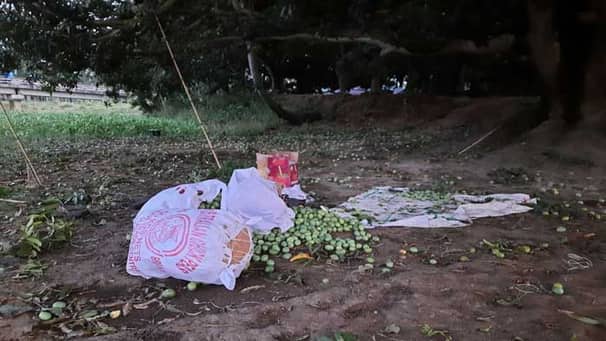 আম কুড়াতে গিয়ে বজ্রপাতে নিহত ৪