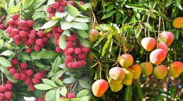 লিচু-আম পাড়ার তারিখ ঘোষণা