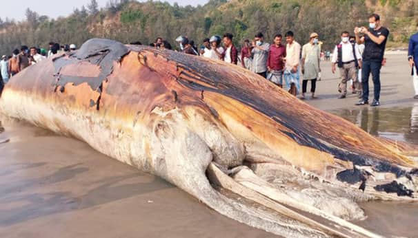 ফের সৈকতে ভেসে এলো মরা তিমি