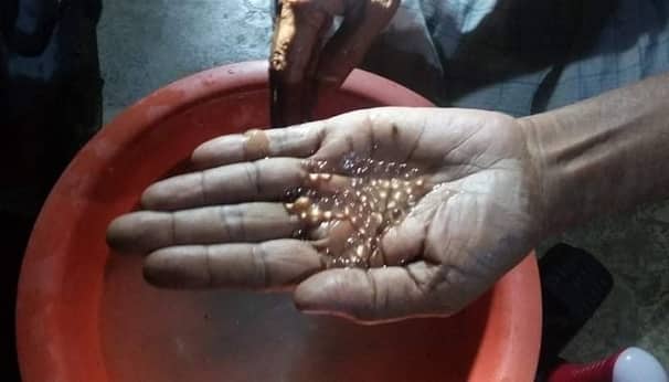 হালদায় নমুনা ডিম ছেড়েছে মা মাছ